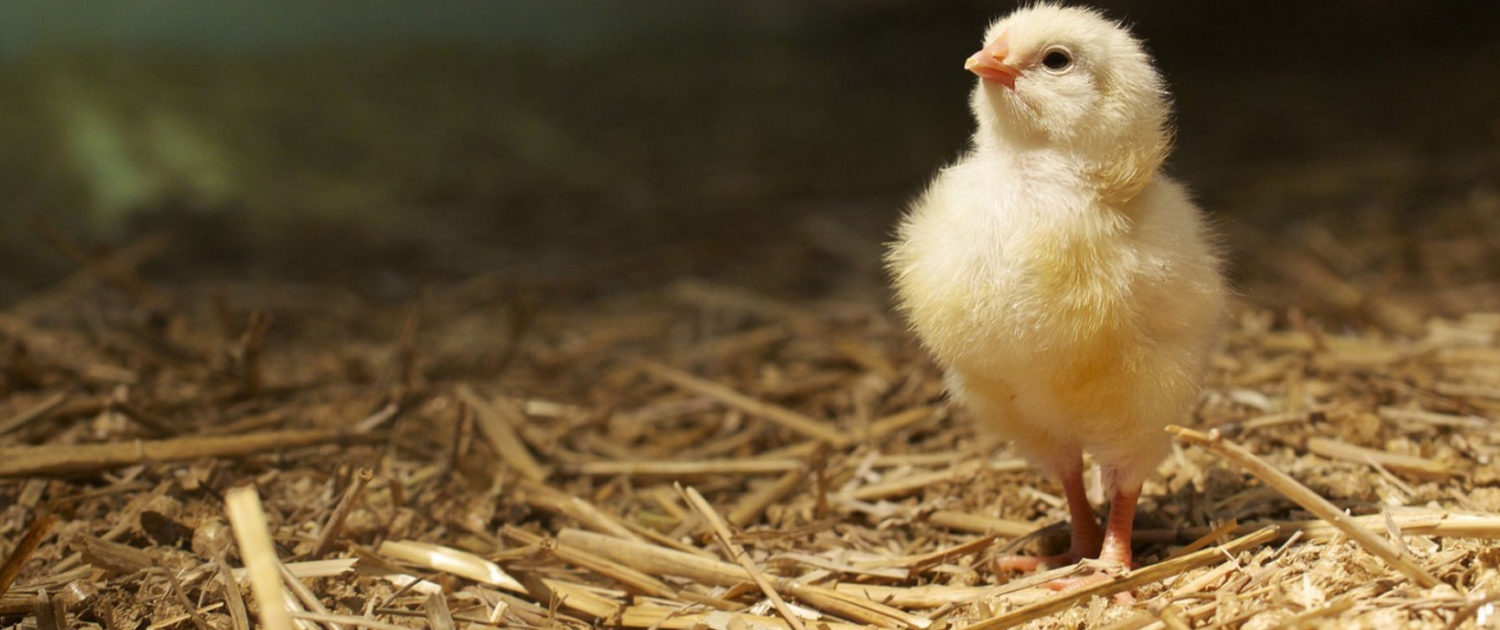 Chicks and hatching equipment for the Bowland Farm Education school hatching programme