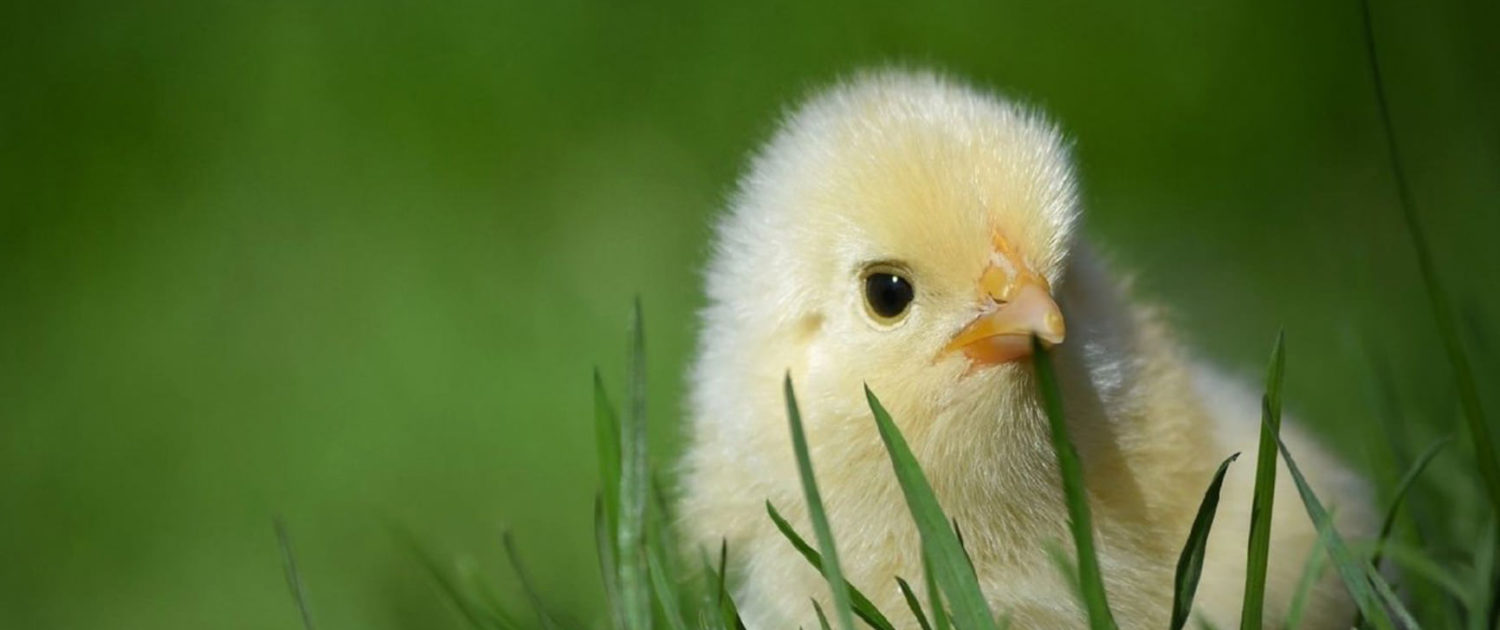 Chicks and hatching equipment for the Bowland Farm Education school hatching programme