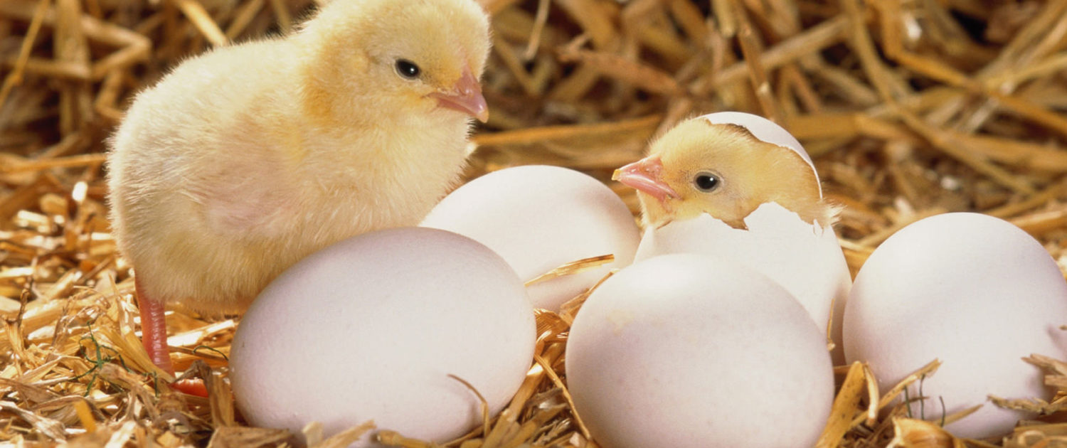Chicks and hatching equipment for the Bowland Farm Education school hatching programme
