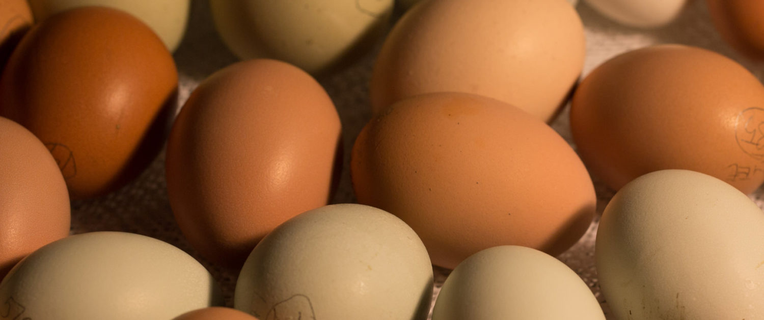 Hatchery-programs-UK-10